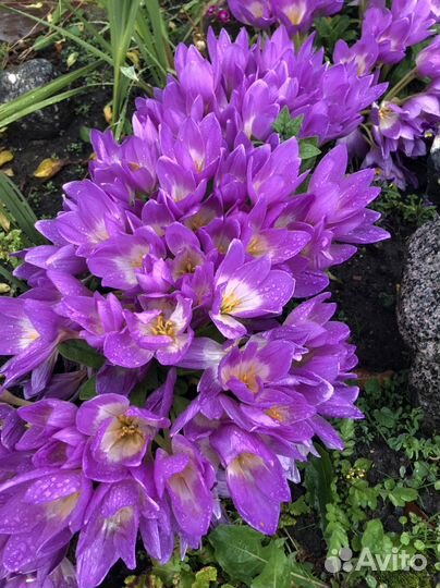 Безвременник луковицы