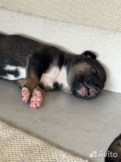 Собака и щенки