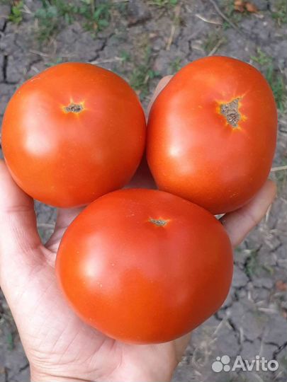 Семена низкорослых томатов для открытого грунта