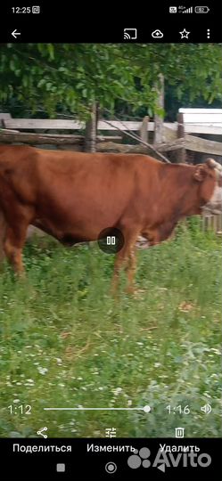 Корова дойная с теленком