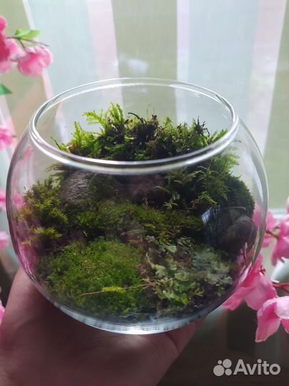 Флорариум/Мохариум живая экосистема