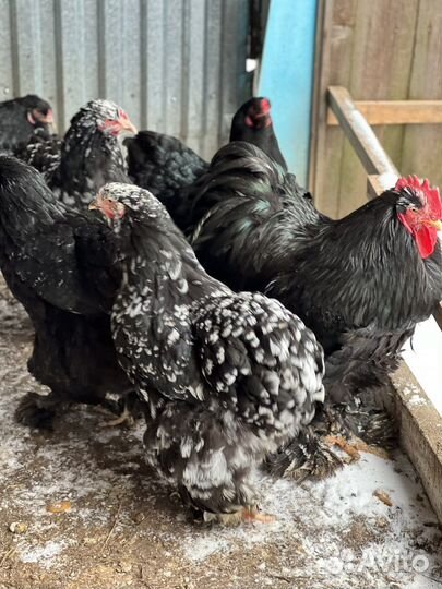 Инкубационное яйцо