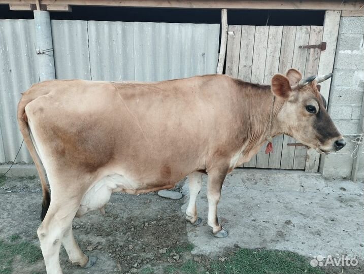 Мясомолочная Аиширская, Джерси