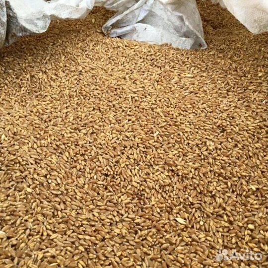 Пшеница зерно