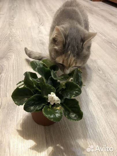 Фиалка в горшке