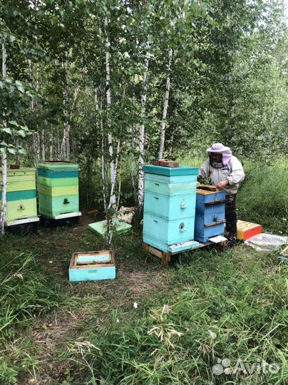 Мед цветочный разнотравье