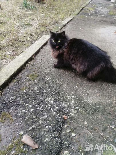 Кошки бесплатно