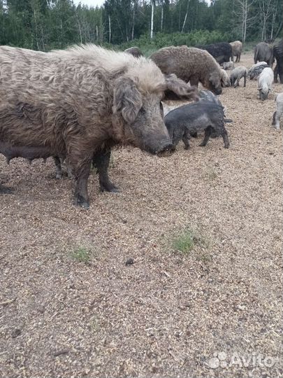 Венгерская мангалица на племя