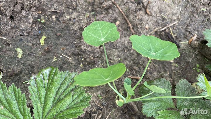 Маргаритки, Настурция, Календула