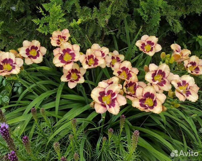 Набор лилейников. Распродаю излишки из своего сада