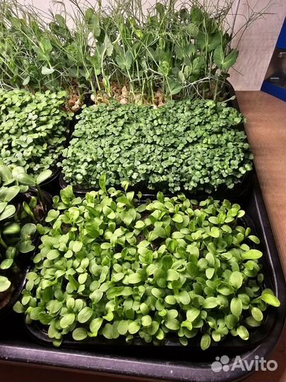 Микрозелень