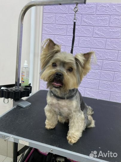 Груминг животных