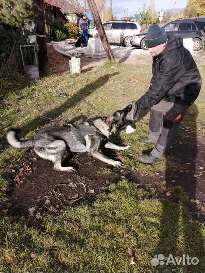 Вязка кобеля