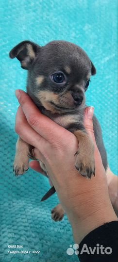 Щенки чихуахуа