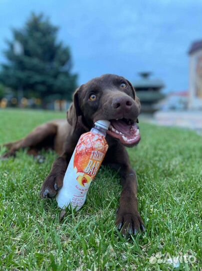 Метис курцхаара мальчик