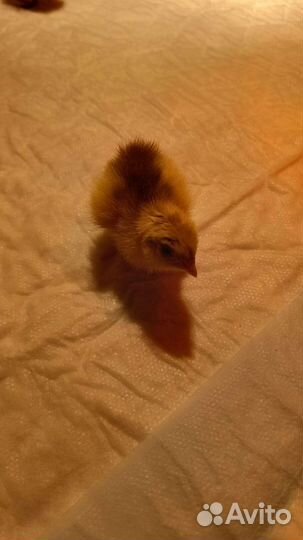 Корм для хищников