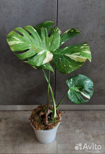 Монстера Тайское Созвездие