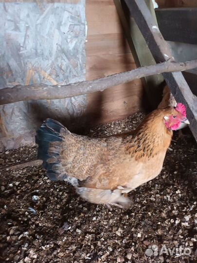 Кучинская Юбилейная - инкубационное яйцо