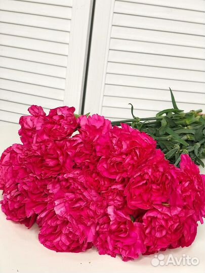 Гвоздика, Купить гвоздики оптом, Цветы Спб