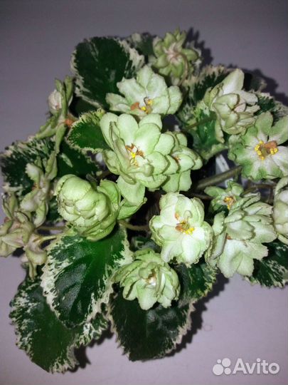 Фиалки сортовые детки