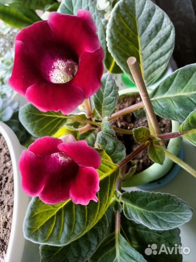 Аихризон-дерево любви/Строманта/глоксинии