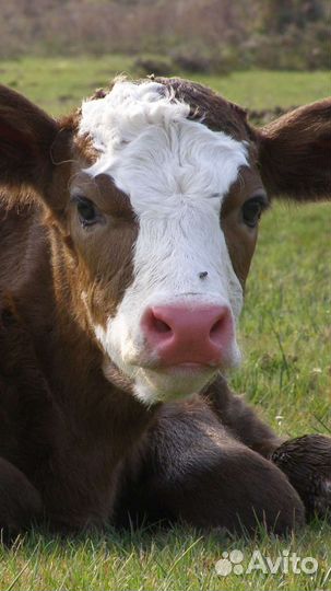 Лечение животных