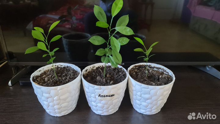 Лимон, апельсин, мандрин