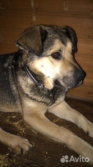 Мамба-собака из приюта. Друг и охранник