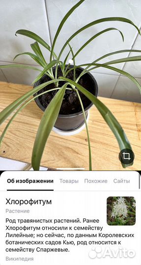 Цветок Хлорофитум молодой