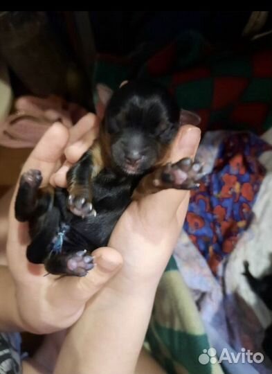 Йоркширский терьер щенки