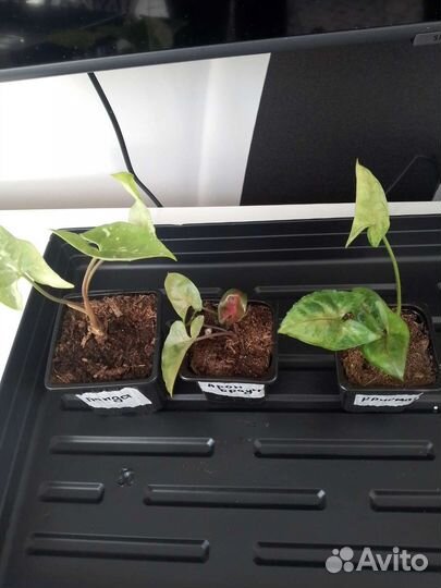 Комнатные растения