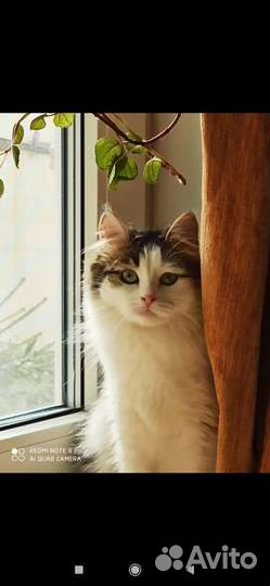 Потерялась кошка