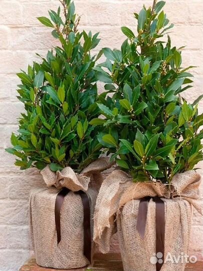 Семена экзотических комнатных растений