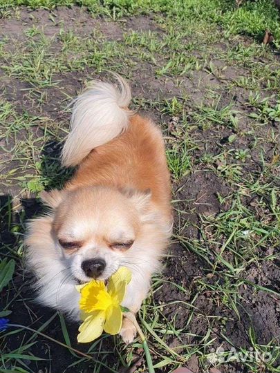 Передержка животных