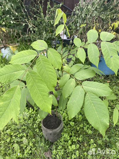 Саженцы маньчжурского ореха