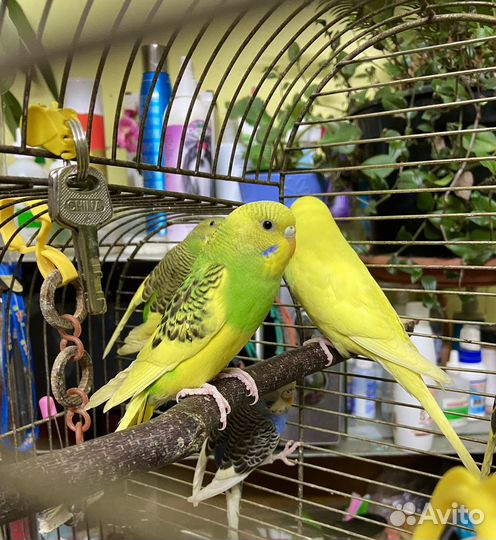 Продам попугаев