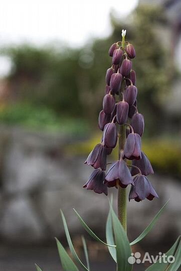 Букет цветов фриттилярия на 8 марта