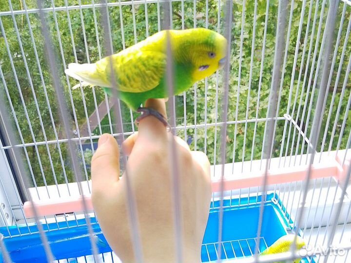 Волнистый попугай с клеткой