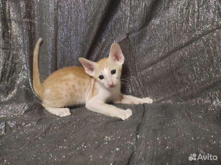 Ориентальные котята
