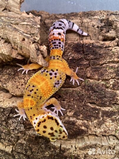 Геккон эублефар