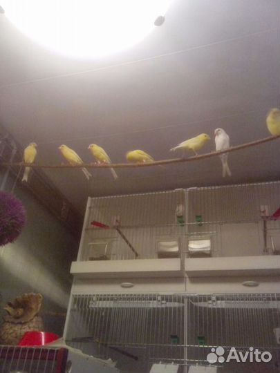 Кенара канарейки овсяночного напева от заводчика