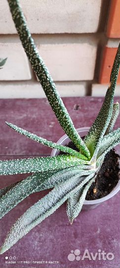 Суккуленты