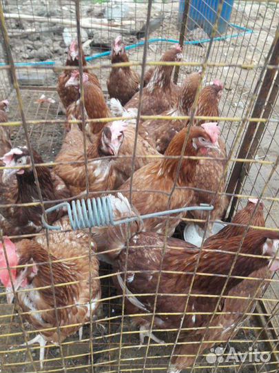 Куры несушки