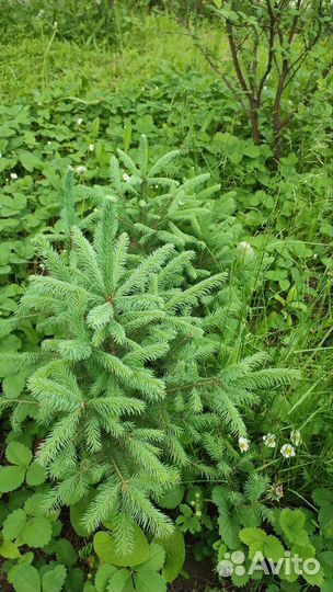 Саженцы ель голубая