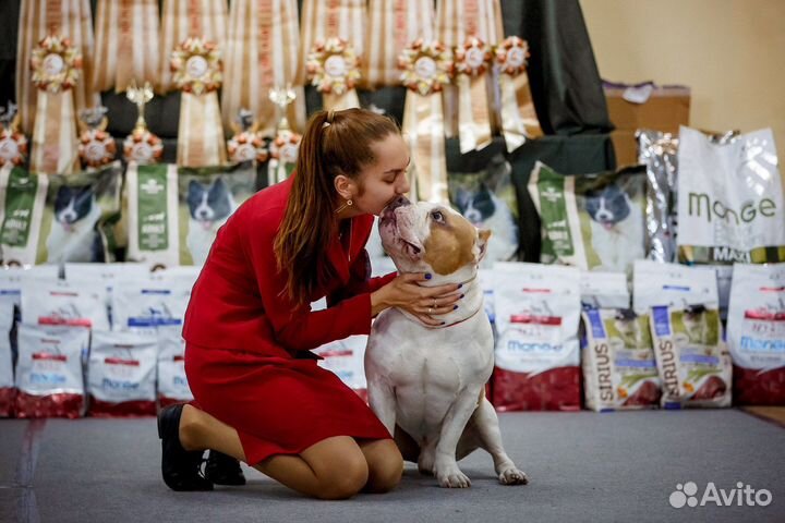 Услуги кинолога и хендлера