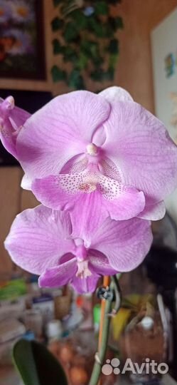 Орхидея фаленопсис биг лип