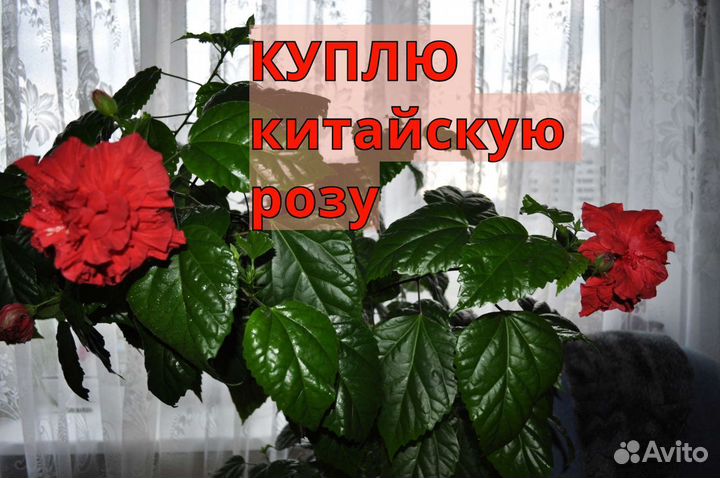 Гибискус китайская роза