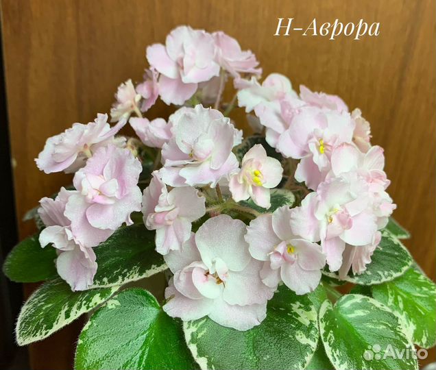 Фиалки мини