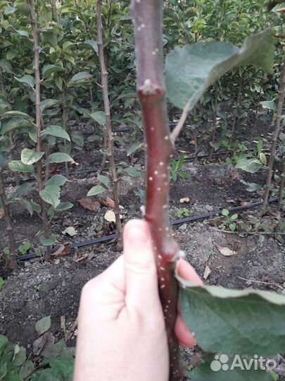 Саженцы плодовых и декоративных деревьев