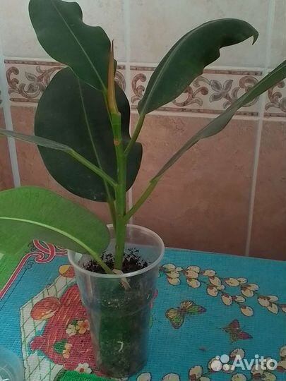 Фикус каучуконосный